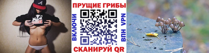 KRAKEN tor  купить   Сураж  дарк нет состав  Галлюциногенные грибы Psilocybine cubensis 